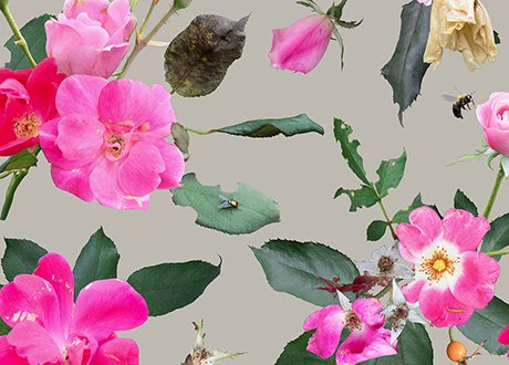 Image of pink roses with a fly and a bee isolated against a warm gray background