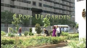 POP-UP design helps turn Center City lot into thriving gardens. Bachelors of Landscape Architecture Design Studio III