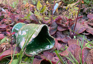 An organic-looking sculpture amongst plants