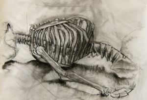 Lauren Miller, a charcoal drawing of a skeleton