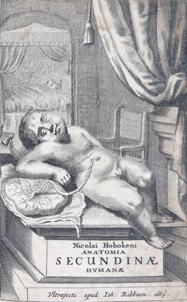 Nicolaas Hoboken, Anatomia secundinae humanae