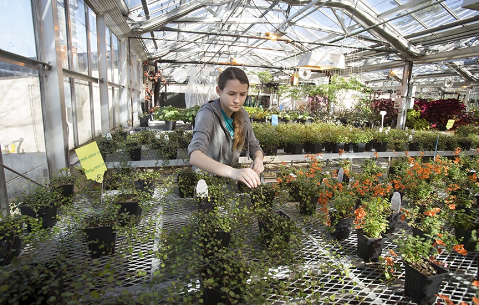 Student working in greenhouse